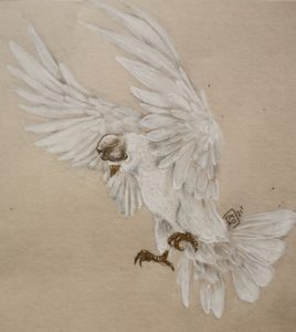 Tattoo Flash oiseau tête de gland Par Saumon-Cru Tarawa Cap d'Agde